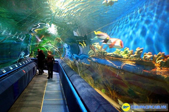 Oceanarium - điểm dừng chân thú vị khi du lịch Manila