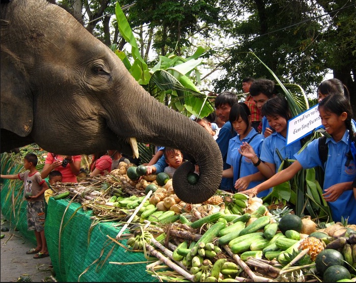 Lễ hội voi Surin nổi tiếng ở Thái Lan