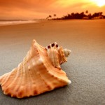 Tìm thanh bình nơi bãi biển Puka Shell