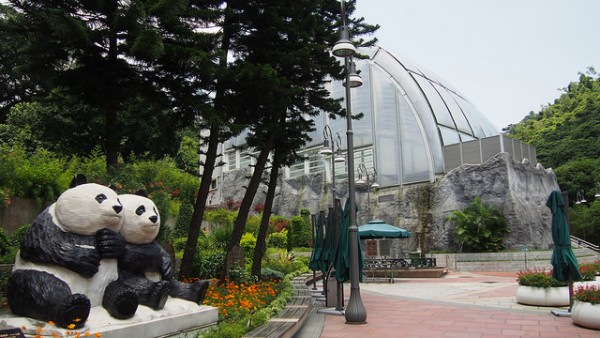 Thăm 2 chú gấu trúc khổng lồ ở Macao