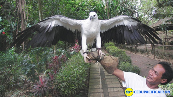Khu bảo tồn đại bàng ở Davao