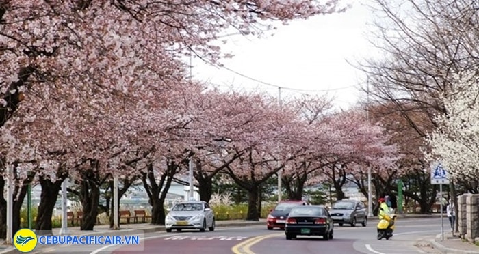 Ngắm hoa anh đào ở Jeju