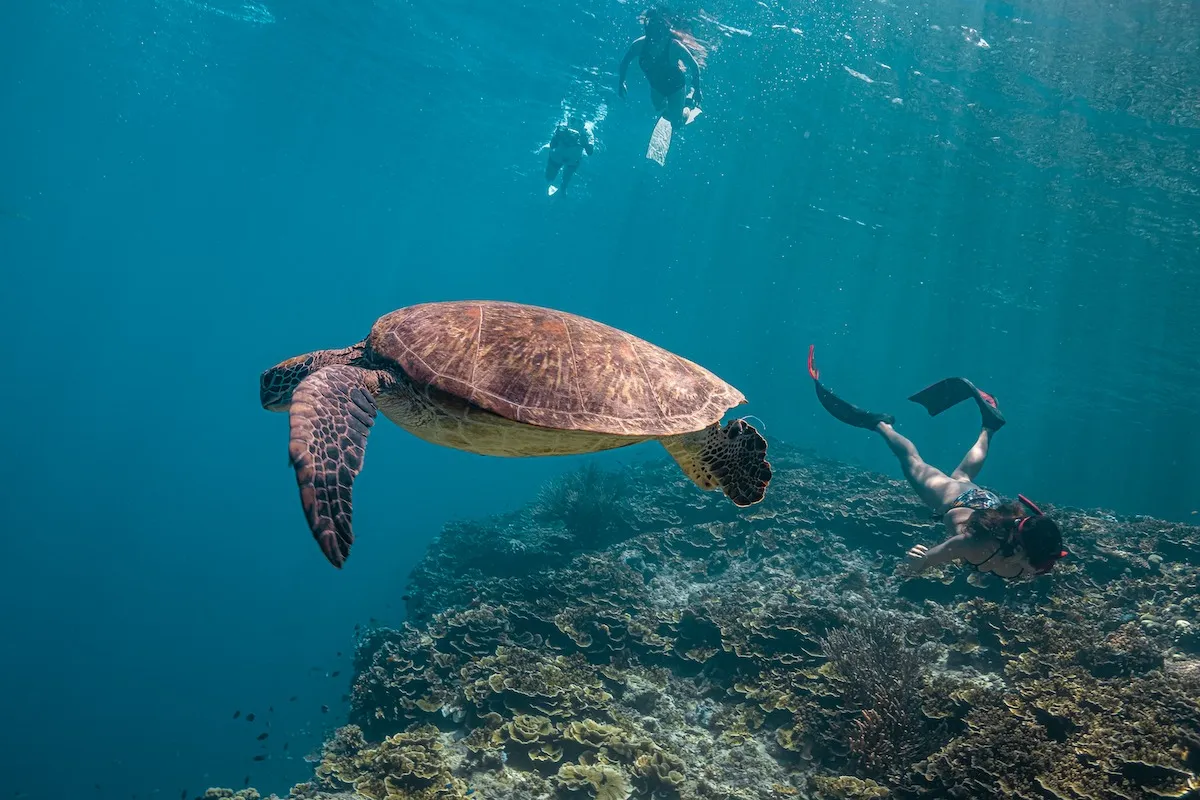 Đảo Malapascua, Cebu