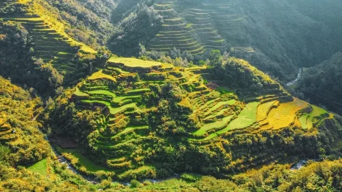 Hình ảnh ruộng bậc thang Banaue